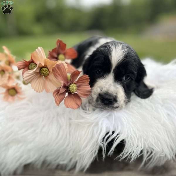 Darla, English Springer Spaniel Puppy